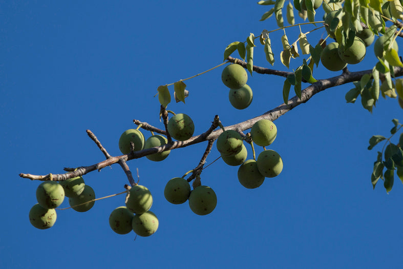 Marula Oil